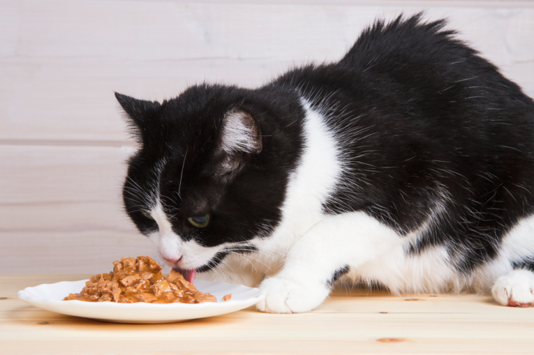 Cách Chọn Thức Ăn Cho Mèo Theo Độ Tuổi — Kitten, Adult, Senior