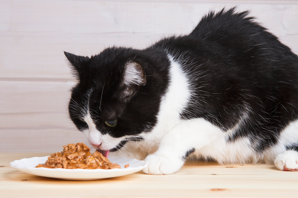 Cách Chọn Thức Ăn Cho Mèo Theo Độ Tuổi — Kitten, Adult, Senior