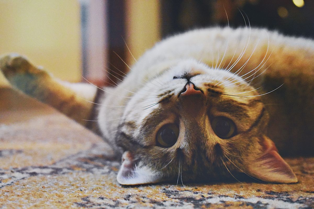 Chăm chó mèo bị tiêu chảy tại nhà