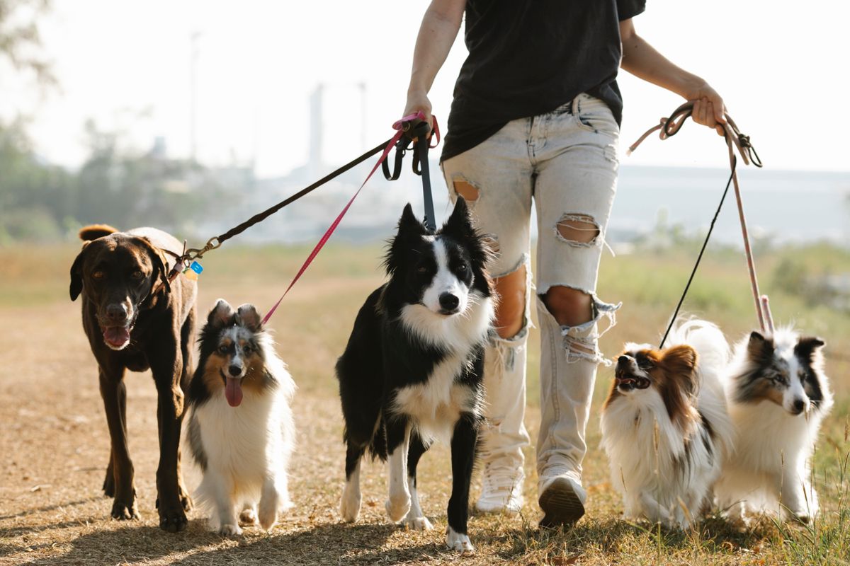 Chó mèo giảm cân an toàn nhờ vận động