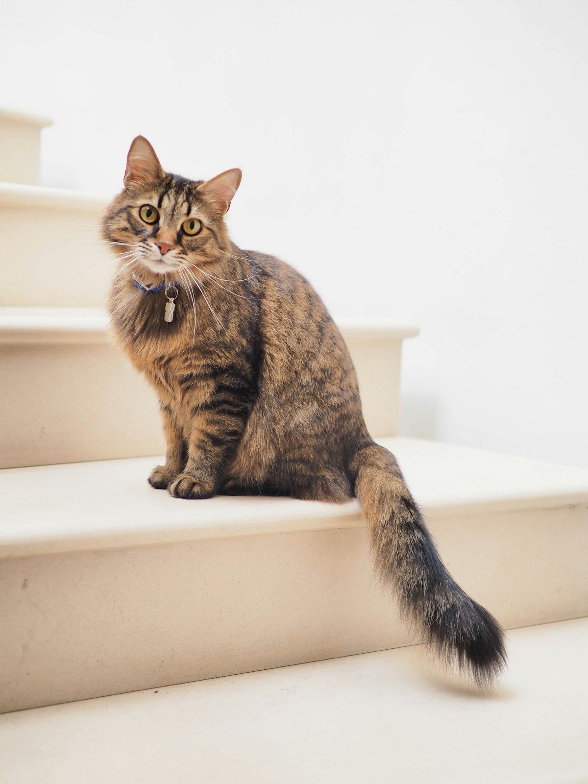 Chọn Royal Canin cho mèo theo độ tuổi và thể trạng
