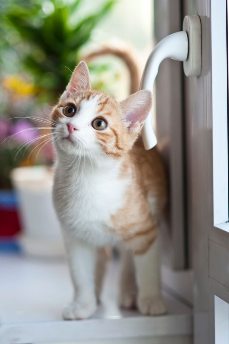 Nuôi thú cưng lần đầu cần mua gì