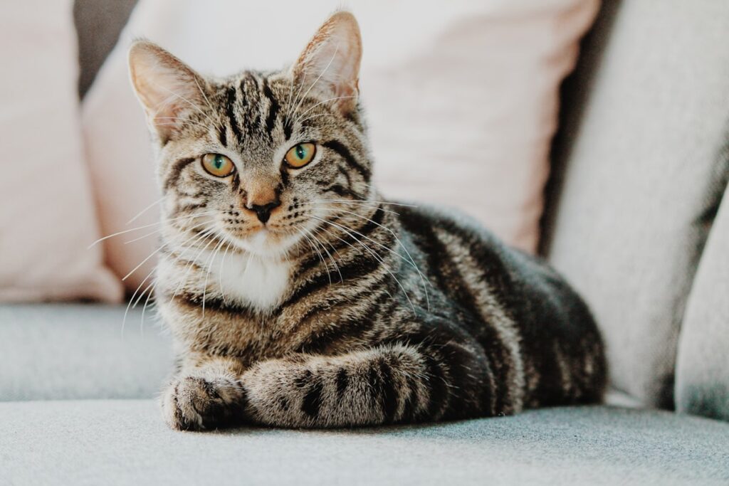 Royal Canin cho mèo - chọn dòng Indoor cho mèo nuôi trong nhà