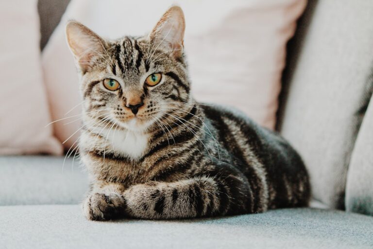 Royal Canin cho mèo - chọn dòng Indoor cho mèo nuôi trong nhà