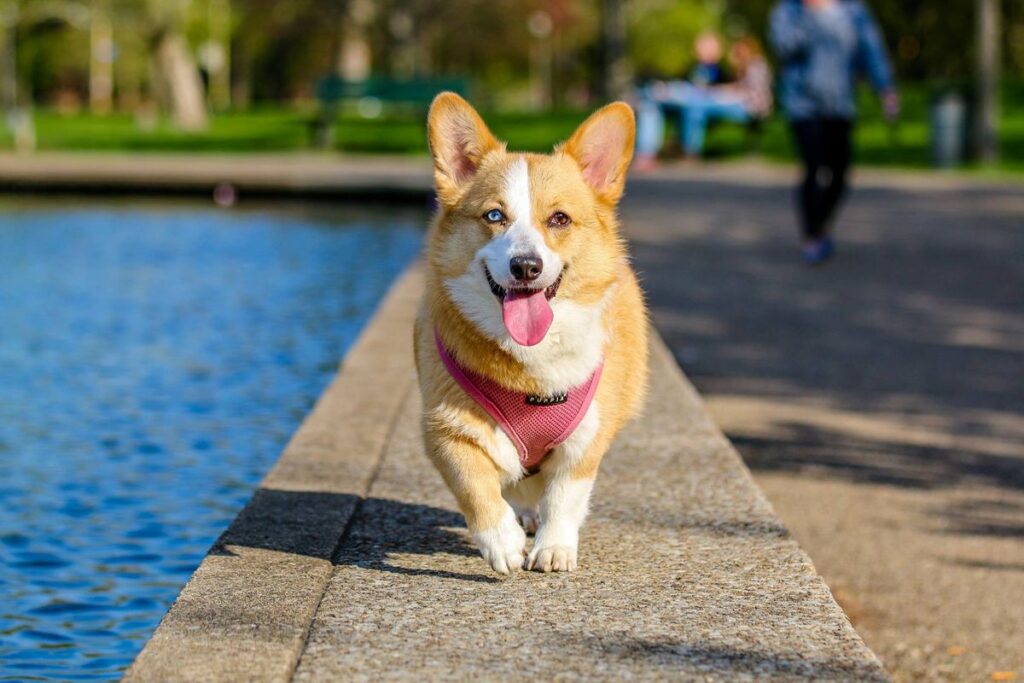 Cách chọn thức ăn hạt cho chó theo độ tuổi