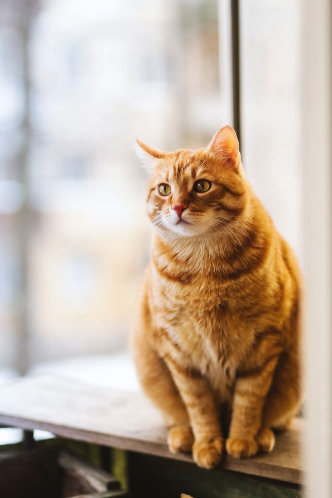 Whiskas cho mèo - review hạt và pate