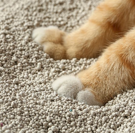Cát vệ sinh cho mèo loại nào tốt? Phân tích ưu nhược điểm của cát đất sét, cát đậu nành, cát thủy tinh. Mẹo khử mùi hôi khay vệ sinh hiệu quả.
