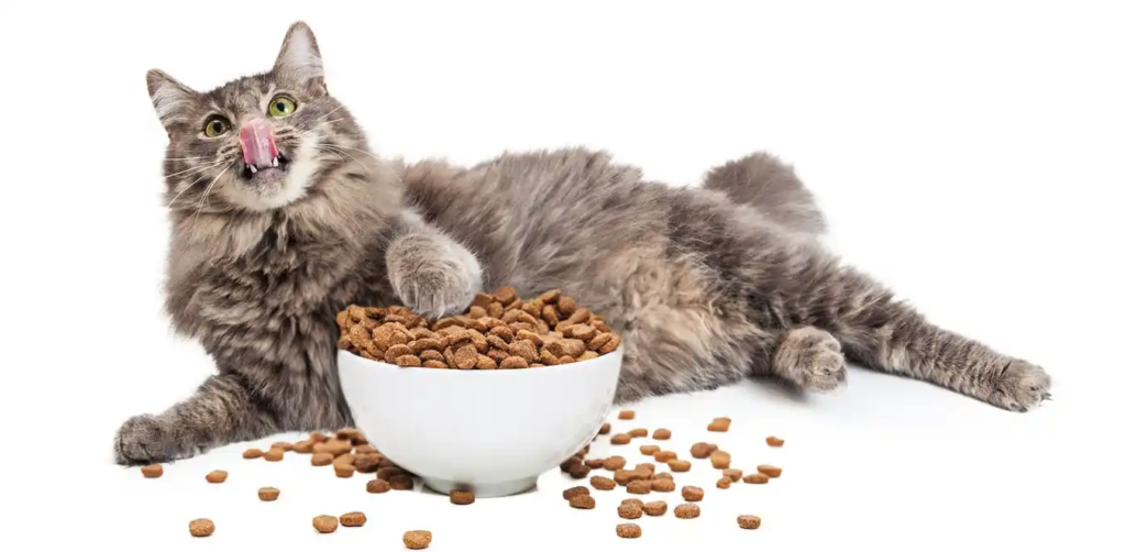 Mèo béo phì phải làm sao? Chuyên gia hướng dẫn cách tính calo, chọn hạt giảm cân cho mèo và lên thực đơn ép cân an toàn, không gây gan nhiễm mỡ.