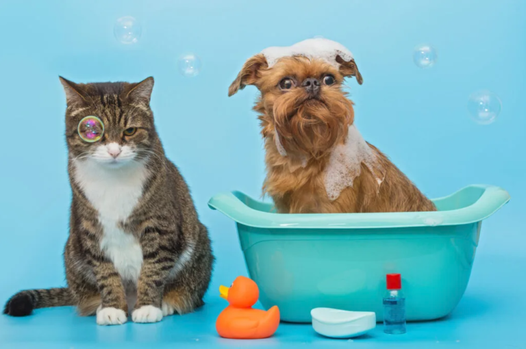 Review các loại sữa tắm cho chó mèo. Hướng dẫn chọn sữa tắm trị nấm, trị rận và sữa tắm dưỡng lông, giúp da thú cưng khỏe mạnh, thơm lâu.