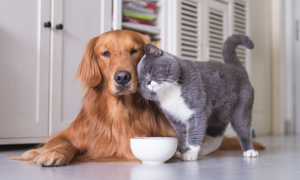 Khám phá cẩm nang mua sắm đồ ăn cho chó mèo chính hãng. Tư vấn cách chọn mua theo ngân sách, phân biệt hàng giả và tối ưu chi phí nuôi thú cưng tại HCM.