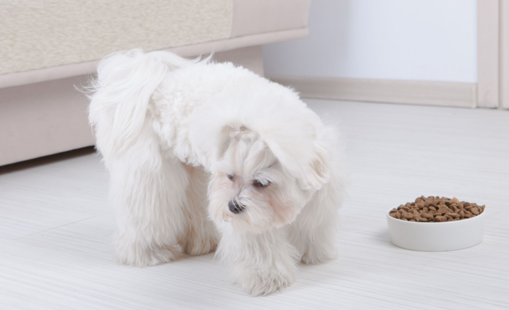 Khám phá lý do chó biếng ăn và cách sử dụng pate cho chó để kích thích vị giác. Đánh giá chi tiết các thương hiệu pate Pedigree, Smartheart, Monge, Royal Canin.