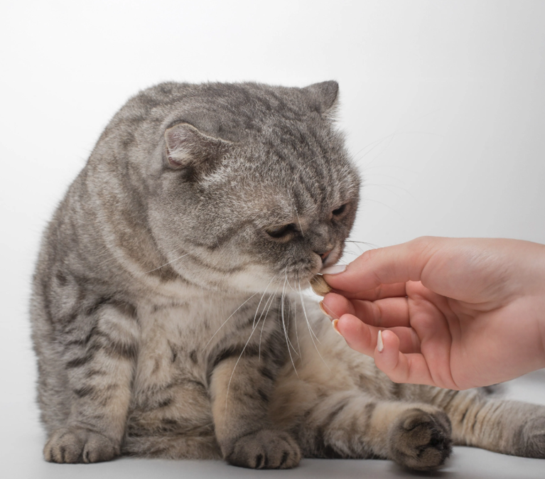 Cẩm nang tẩy giun cho mèo chuẩn y khoa. Lịch tẩy giun định kỳ, phân loại thuốc tẩy giun sán và hướng dẫn cách cho mèo uống thuốc không bị sùi bọt mép.