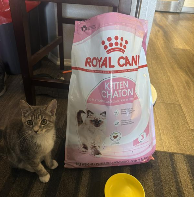 Đánh giá chi tiết hạt Royal Canin Kitten cho mèo con từ 4-12 tháng. Phân tích công nghệ đạm thủy phân L.I.P siêu hấp thu, bảo vệ miễn dịch và hỗ trợ mọc răng sữa.