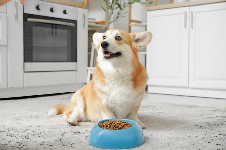 Chó Corgi ăn gì để mông to, lưng khỏe? Khám phá tiêu chuẩn hạt cho chó Corgi giúp bảo vệ đĩa đệm, kiểm soát béo phì nội tạng và review các thương hiệu tốt nhất.